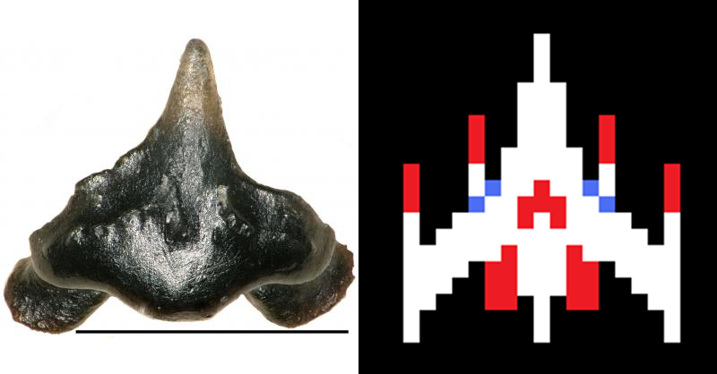 Left: One of the tiny fossilized teeth of Galagaon. Right: The Galaga starfighter.